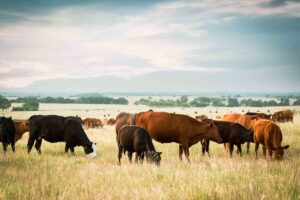 Cows and calves before weaning grazing in pasture